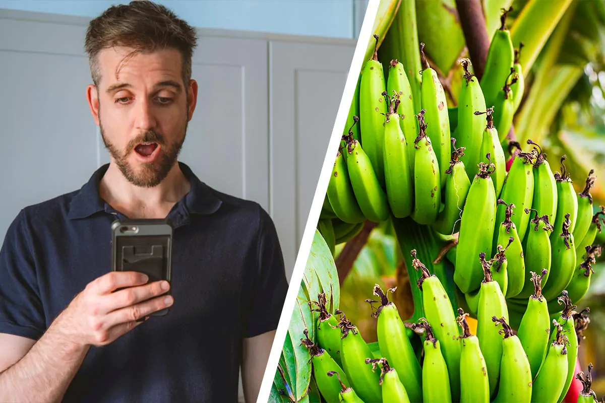 Le Bucce Di Banana Una Miniera Doro Insospettata Per Risparmiare Nella Vita Quotidiana.jpg