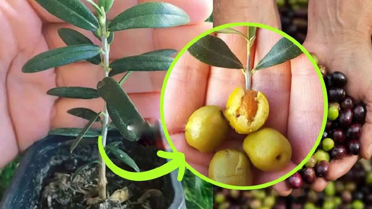 Come Far Crescere L'olivo In Vaso: Segreti E Trucchi Imperdibili