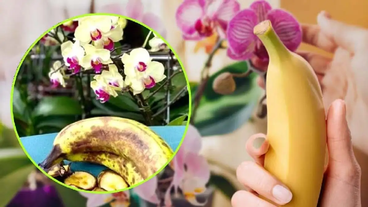 Il Trucco Scioccante Per Far Fiorire Le Orchidee: Usate Le Banane!